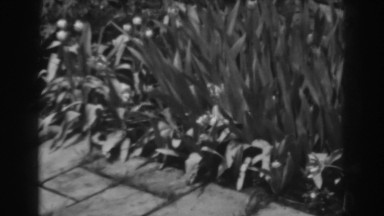 1938: when nature desires to take over brick. WINCHESTER MARYLAND