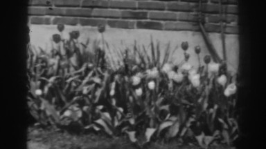 1938: a pretty well-kept garden with lots of shrubs and flowers WINCHESTER