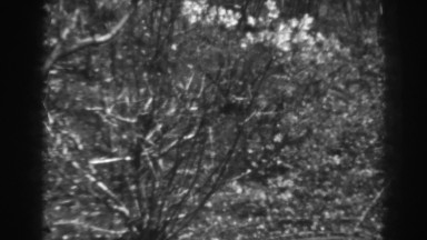 1938: a tree standing inside nature's gate. WINCHESTER MARYLAND