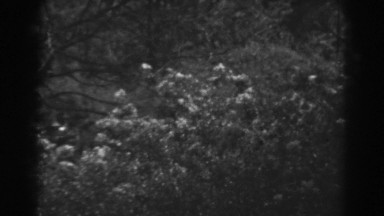 1938: the lonely flowers. WINCHESTER MARYLAND
