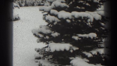 1938: firtree covered with snow MARTINSBURG WEST VIRGINIA