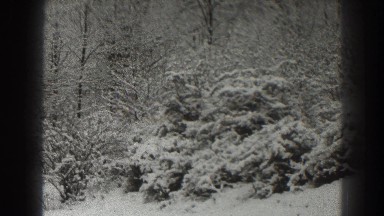 1938: forest of coniferous and deciduous trees covered in snow MARTINSBURG WEST