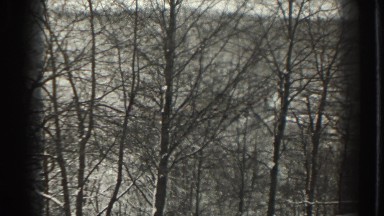 1938: old forest picture MARTINSBURG WEST VIRGINIA