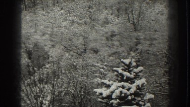 1938: fresh snow on tree branches. MARTINSBURG WEST VIRGINIA