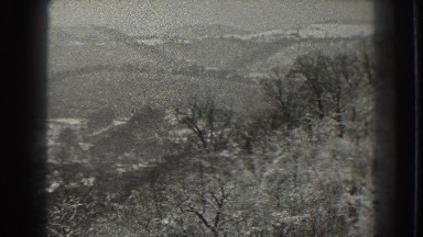 1938: viewing of trees and shrubbery out in nature. MARTINSBURG WEST VIRGINIA