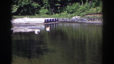 1938: beautiful swans in the lake MOUNT WASHINGTON NEW HAMPSHIRE