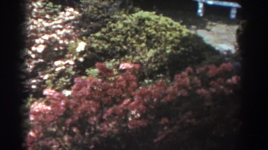 1938: A Brightly Colored Row of Blooming Bushes in a Park West Virginia