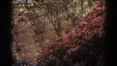 1938: Scorched-Appearing Garden and Walkway with Pretty White Bench