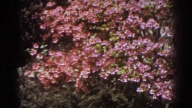 1938: A Plant with Small Pink Flowers Planted in a Bag West Virginia