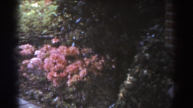 1938: blooming pink peonies along a paved garden path WEST VIRGINIA
