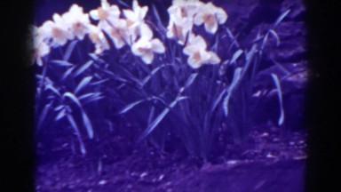 1938: a sighting of the beautiful flowers. WEST VIRGINIA