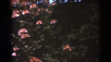 1938: orange/pink flowers flowing in the wind WEST VIRGINIA