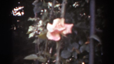 1938: fairly still shot of single rose WEST VIRGINIA