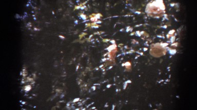 1938: flowers on the trees WEST VIRGINIA
