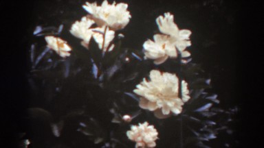 1938: orange/pink flowers slightly flowing a breeze WEST VIRGINIA