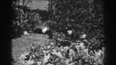 1938: observing lilies in a maintained garden. WINCHESTER MARYLAND