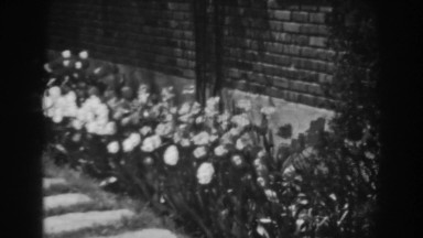 1938: contrast of the spring in bloom WINCHESTER MARYLAND
