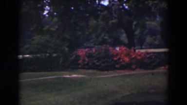 1941: A Nice Sighting of Beautiful Flowers in Florida