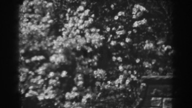 1938: A Lush Garden in Full Bloom Winchester Maryland
