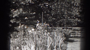1938: Garden with Flowers and Many Bushes and Rich Greenery Cumberland Maryland