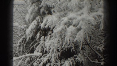 1938: snow covered pine tree limb. MARTINSBURG WEST VIRGINIA