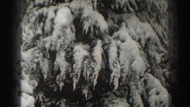 1938: a majestic pine tree, covered in snow. MARTINSBURG WEST VIRGINIA