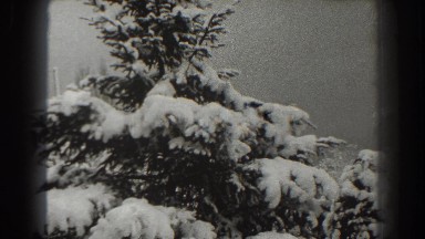 1938: tall pine tree covered in snow MARTINSBURG WEST VIRGINIA