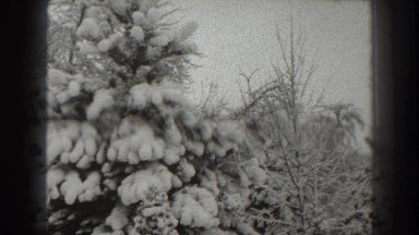 1938: snow rests on evergreens after storm MARTINSBURG WEST VIRGINIA