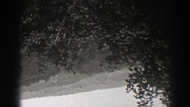 1938: upside down vista of thick jungle foliage. NEW JERSEY