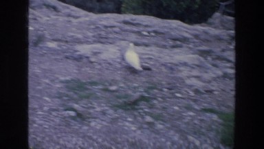 1976: Two Birdies A-Walking Athens Greece