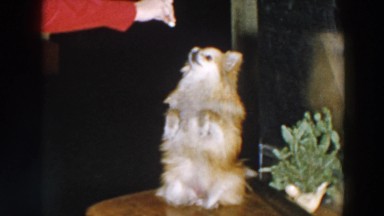 1957: a small dog sitting on its hind legs while feeding it WHEELING OHIO