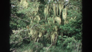 1964: Mossy Branched Tree in California
