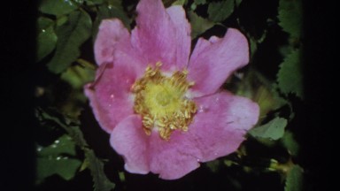 1964: a beautiful rose color flower in the plant with green leaves CALIFORNIA