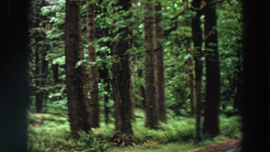 1964: dark forest and a big forest CALIFORNIA