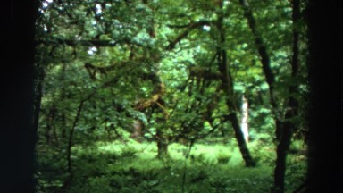 1964: a beautiful scene in the woods. CALIFORNIA