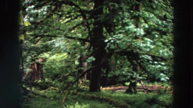 1964: large space with tall masses of huge vegetation WASHINGTON