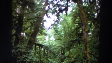 1964: dense forest area with thick canopy WASHINGTON