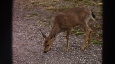 1964: a deer eating grass and in senses if there is something preying upon him