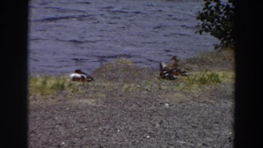1964: A Group of Birds Resting on the Ground at the Edge of a Lake Washington