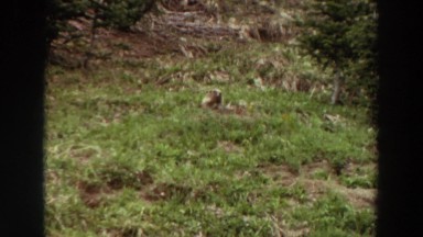 1964: a beaver sitting in a clearing in the forest WASHINGTON