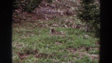 1964: paranoid groundhog looking around from his den on a grassy hillside