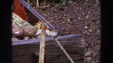 1964: a single bird perched on a wire in the rain. WASHINGTON