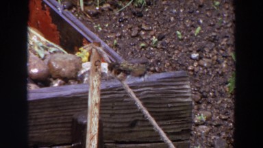 1964: A Small Sparrow Perched on a Fence in Washington