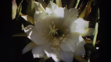1964: a very beautiful flower. WASHINGTON