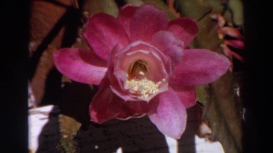 1964: viewing of a beautiful, pink flower. WASHINGTON