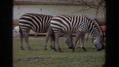 1974: Eating Grass by Zebras Irvine California
