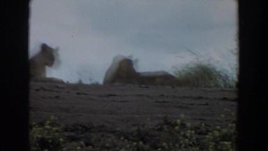 1974: Lions Relaxing in Nature, Irvine California