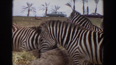1974: Zebras Eating Hay in Open Field Irvine California