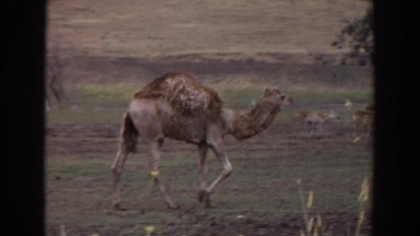 1974: Camels Enjoying Nature in Irvine California