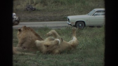 1974: Lion Flirts With Pride in Drive-Through Park Irvine California